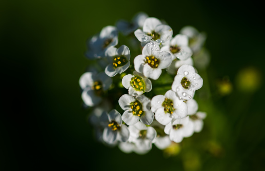 A shallow focus shot of a bunch of young white Sweet Alyssum flowers (Lobularia Maritima)