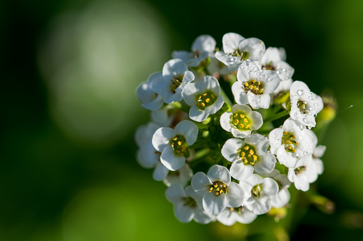 A shallow focus shot of a bunch of young white Sweet Alyssum flowers (Lobularia Maritima)