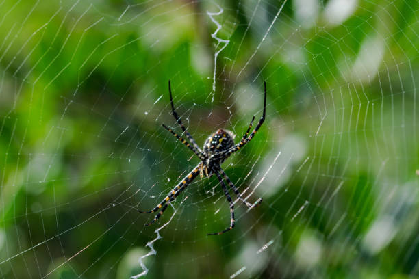 istock Selective focus shot of banded Argiope spider on web 1440536249