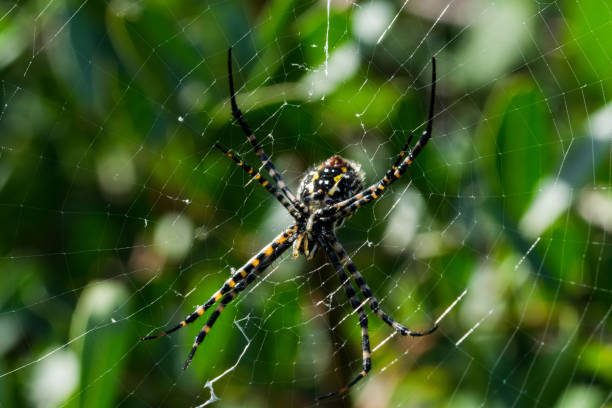 istock Selective focus shot of banded Argiope spider on web 1440536333
