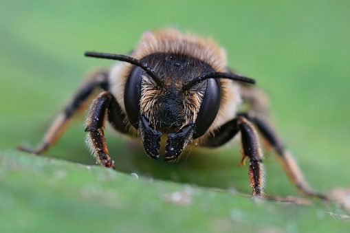 Closeup of a female wood-carving leafcutter bee (Megachile ligniseca) sitting on a leaf