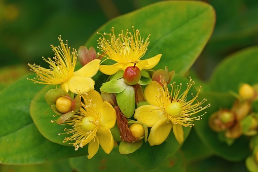 A closeup of a tutsan (Hypericum androsaemum) flowers and fruits