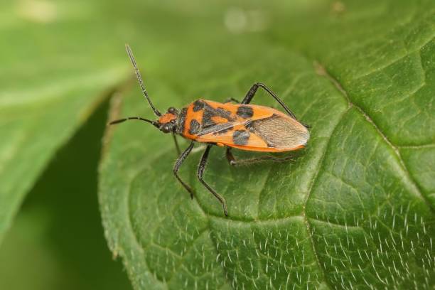 istock Closeup of a cinnamon bug (Corizus hyoscyami) sitting on a leaf 1440536394