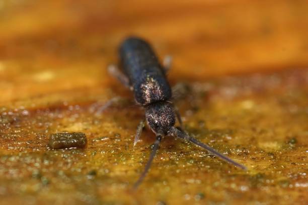 Closeup of a Tomocerus minor springtail A closeup of a Tomocerus minor springtail collembola stock pictures, royalty-free photos & images