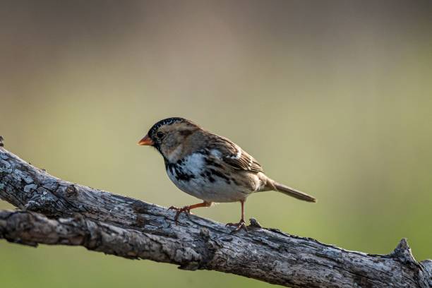istock Selective focus shot of a Harris Sparrow on a tree branch with a green background 1440536469
