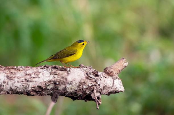 istock Selective focus shot of a Wilsons Warbler on a tree branch in a forest 1440536474