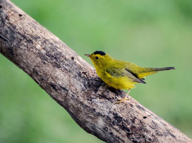 istock Selective focus shot of a Wilsons Warbler on a tree branch at Crescentbend Nature Park 1440536475