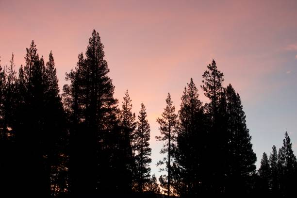 istock Pink clouds at Sunrise with silhouette of pine trees in foreground 1440536603