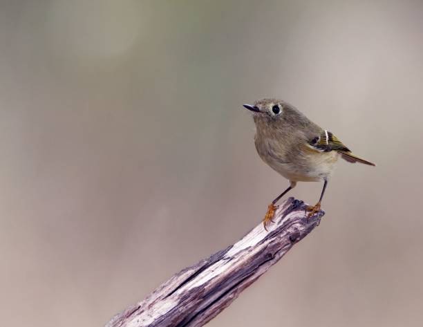 Ruby-crowned kinglet (Regulus calendula) perched on a wooden stick and blurred background A Ruby-crowned kinglet (Regulus calendula) perched on a wooden stick and blurred background regulidae stock pictures, royalty-free photos & images