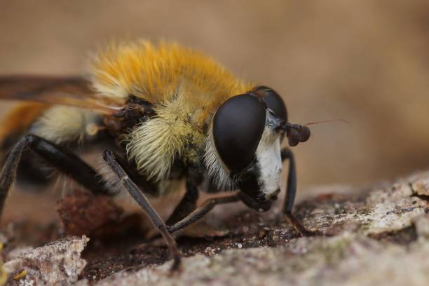 istock Macro shot of the hoverfly standing turned on a ground 1440536721
