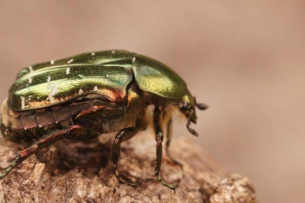 istock Macro shot of the green beetle standing turned on a brown stone 1440536765