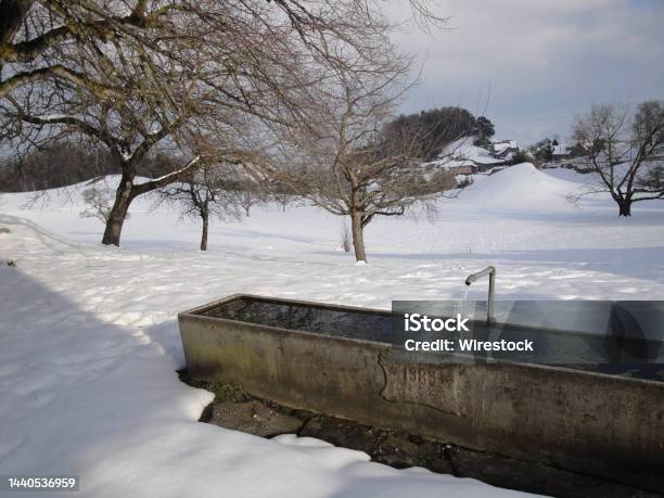 Winter Scenery Near Walzenhausen Switzerland Stock Photo - Download Image Now - Appenzell Ausserrhoden, Apple Tree, Bodensee