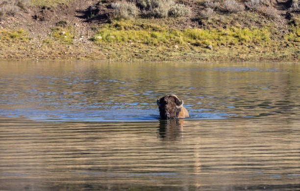 istock Bison Crossing the Yellowstone River in Autumn 1440537115