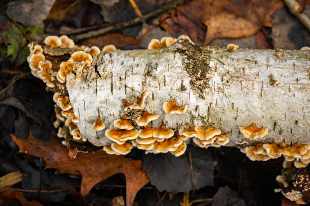 istock Old fallen dead tree trunk with mushrooms growing on it 1440537222