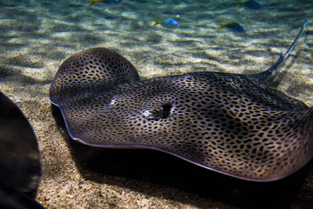 istock Wonderful shot of freshwater stingray fish 1440537237