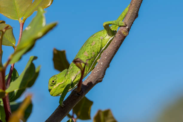 istock A baby Mediterranean Chameleon (Chamaeleo chamaeleon) slowly moving on a carob tree in Malta 1440537357