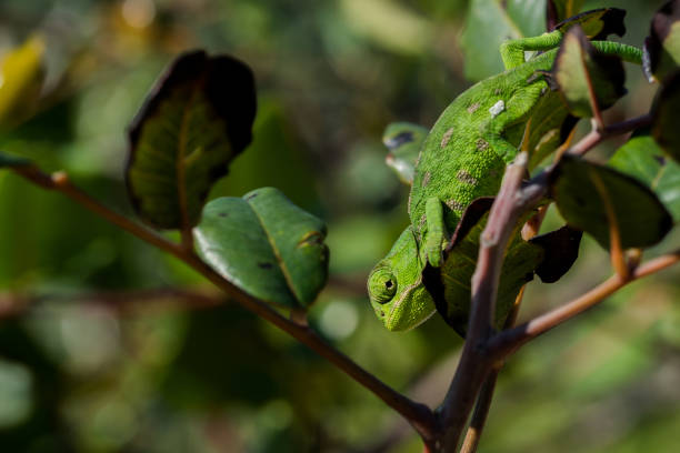 istock A baby Mediterranean Chameleon (Chamaeleo chamaeleon) slowly moving on a carob tree in Malta 1440537408