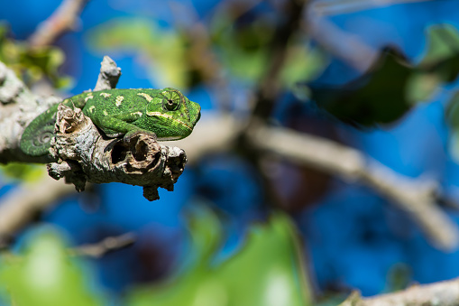 A Mediterranean Chameleon, Chamaeleo chamaeleon, resting on a carob tree twig and observing his surroundings with his tail curled up, Malta.