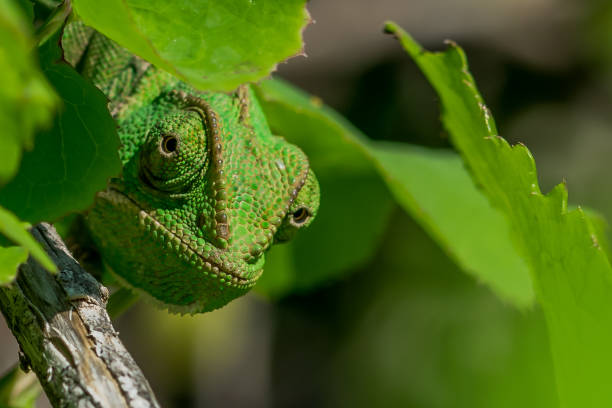istock A well camouflaged Mediterranean Chameleon (Chamaeleo chamaeleon) peeking from behind some leaves. 1440537476