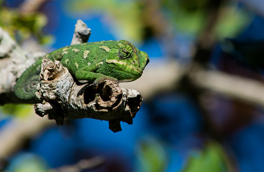 A Mediterranean Chameleon, Chamaeleo chamaeleon, resting on a carob tree twig and observing his surroundings with his tail curled up, Malta.