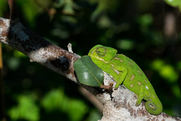 istock A baby Mediterranean Chameleon (Chamaeleo chamaeleon) slowly moving on a carob tree in Malta 1440537489