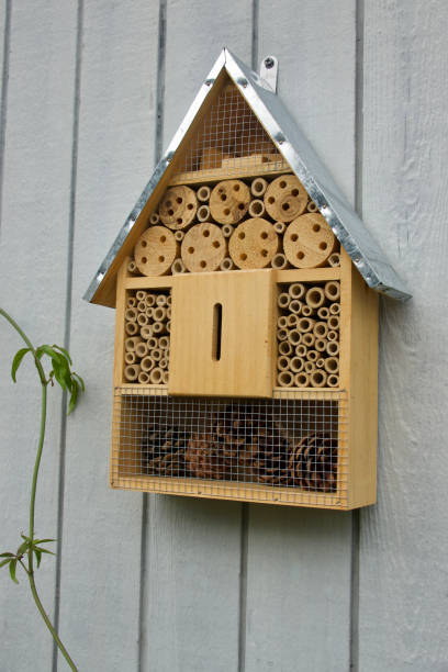 istock House shaped insect hotel in the garden 1440537521