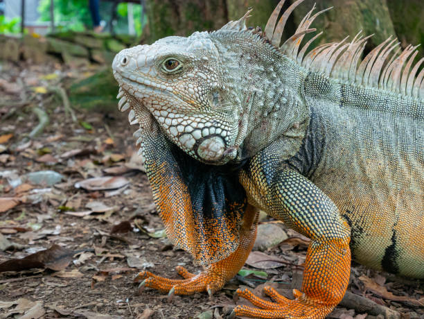 istock Green Iguana Staring on the Dry Ground 1440537722