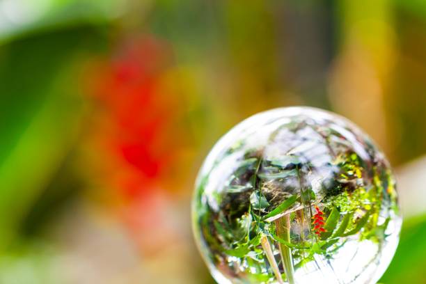 istock Clear crystal ball reflecting a vibrant red and yellow flower isolated on a blurred background 1440537726