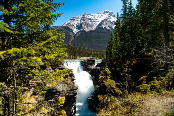 istock Athabasca Falls flowing down the rocks with a huge mountain and lush larch trees around 1440537784