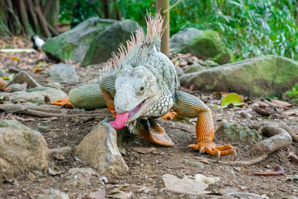 Green Iguana (Iguana Iguana) Large Herbivorous Lizard Licking a Stone in an Arid Terrain with Dry Leaves