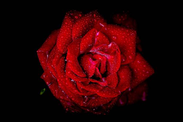 istock Close-up of a red rose covered in dew on a dark background 1440538070