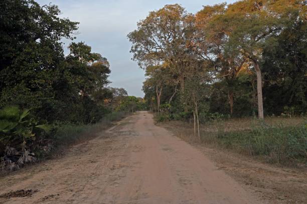 istock view long dirt track in the Pantanal 1440538443