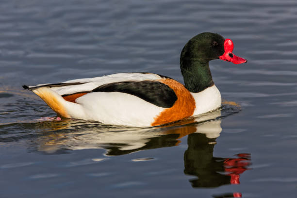 Closeup shot of shelduck swimming on a water surface A closeup shot of shelduck swimming on a water surface shelduck stock pictures, royalty-free photos & images