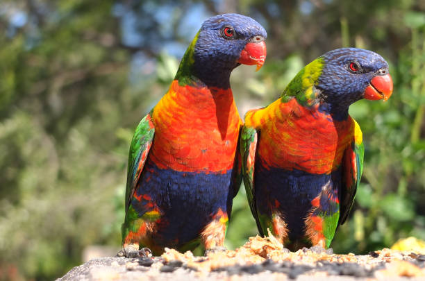 istock Closeup shot of Rainbow lorikeets in th 1440538764