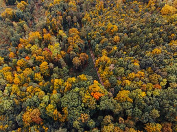 istock Aerial Drone Photo Looking Down on an Autumn Forest with Multi Colored Fall Trees in the europe 1440538778