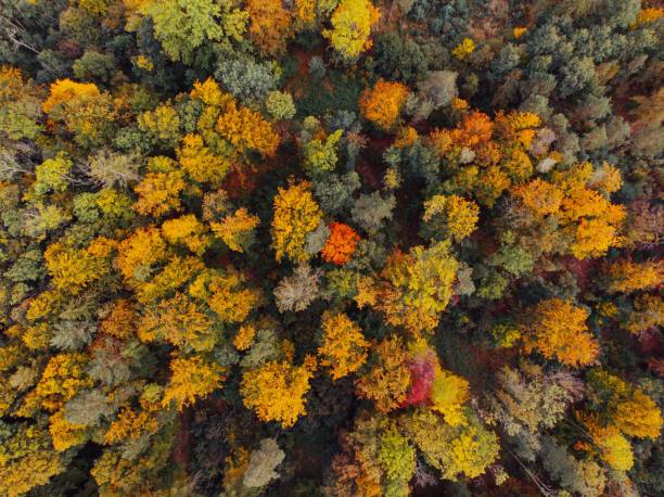 istock Aerial Drone Photo Looking Down on an Autumn Forest with Multi Colored Fall Trees in the europe 1440538781