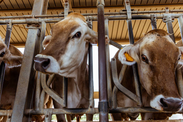 istock shot of cows in a barn 1440538822