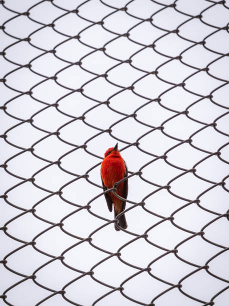 istock A Small Passerine Red Bird is Posing to the Camera 1440539379