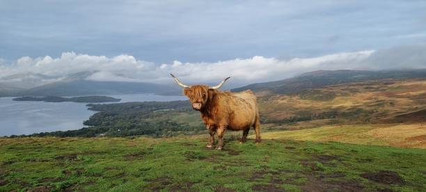 istock Highland Coo on the Conic at Loch Lomond 1440539413