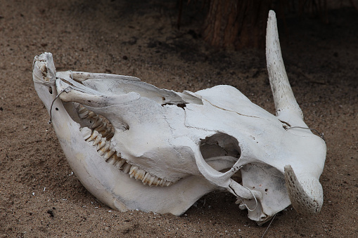 A closeup shot of a cow skull in a desert