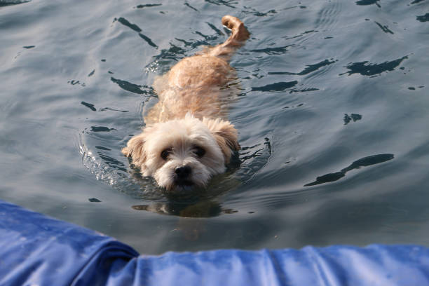 A selective focus shot of a cute Maltipoo in an inflatable pool