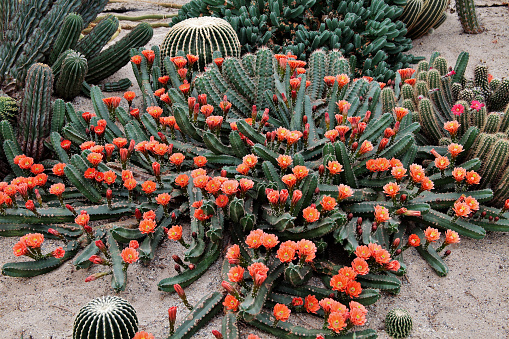 A closeup of Echinocereus polyacanthus flowers in the desert garden
