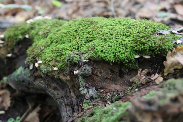 istock Green moss on a rotten old snag in a mixed forest. Selective focus. 1440539877