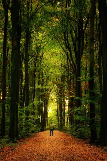 istock alone in autumn in forest under tall , dom-like trees 1440540180