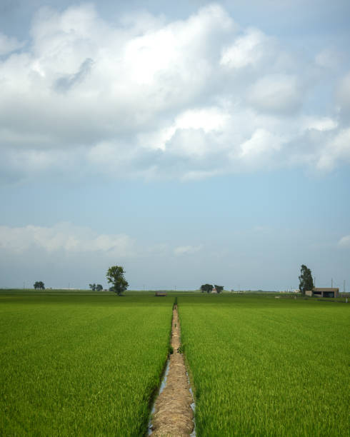 istock Green rice field with blue sky and clouds 1440540237