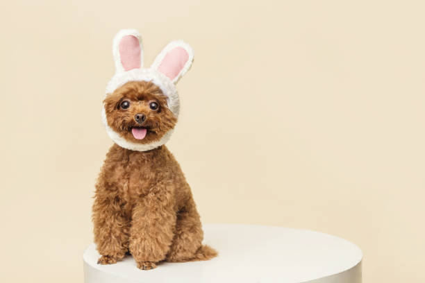 istock Adorable little poodle with cute bunny ears on a beige background 1440540415