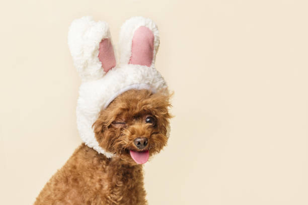 istock Adorable little poodle with cute bunny ears on a beige background 1440540420