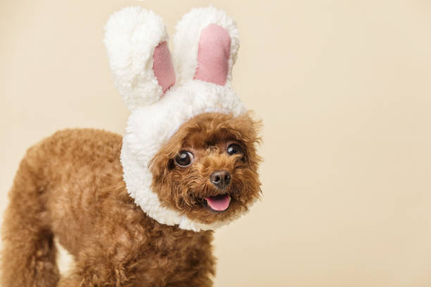 istock Adorable little poodle with cute bunny ears on a beige background 1440540423
