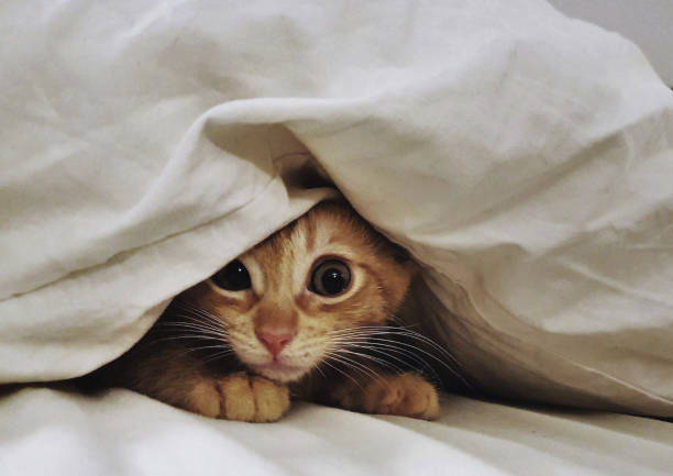 istock The shyness of the beginning 1440540508
