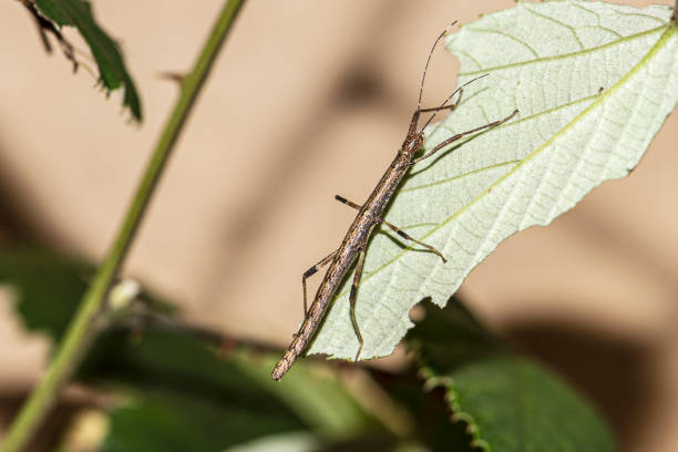 Close up of Acrida ungarica. Species of grasshopper, typical of the tribe Acridini